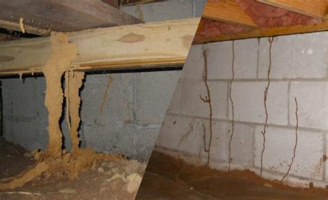 subterranean termites mud tubes
